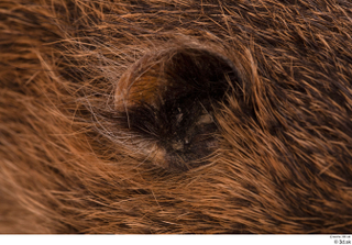 Nutria ear 0006.jpg